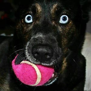 Meet your Posher, Tara